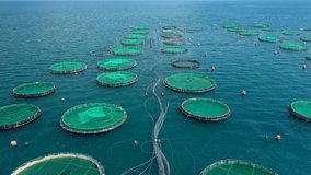 Aerial drone video of latest technology auto feeding fish farming  - breeding unit of sea bass and sea bream in huge round cages located in calm Mediterranean sea