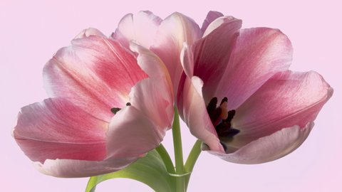 Timelapse of bright pink striped tulip flowers blooming on pink background. Holiday bouquet. 4K