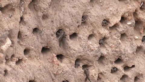 Bird's nests are like burrows dug in loose earth soil. Where swifts live in nature. Sand Martin (Riparia riparia).Wild bird in a natural habitat.
 Stock video