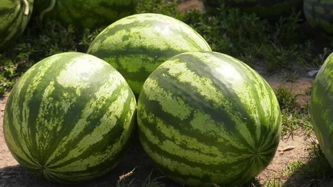 Watermelons on the field lined up in a row. Watermelon on the green watermelon plantation in the summer,Agricultural watermelon field. Green water-melons lay on the ground at a melon field.
