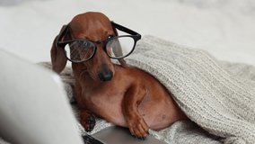 a cute dachshund dog with glasses and a knitted blanket is lying on the bed, working with a laptop. high-quality 4K video recording. High-quality frames in 4k format