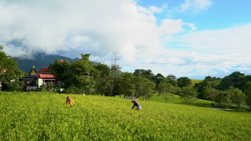 The farmers are working in a green field of Daylily. Red roof house. Fulvous day-lily, Orange day-lily, Lily, Day Lily, Tawny Daylily. Hualien, Taiwan. 2021
