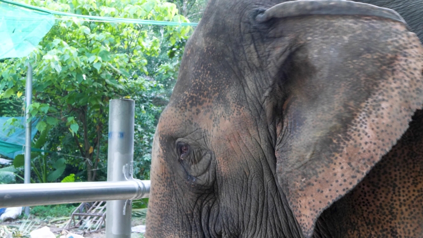Elephant head and ear. Animals held by humans and prevented from escaping are said to be in captivity. Conditions of confinement
