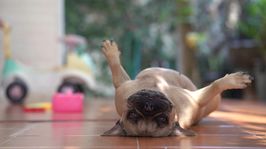 a bulldog laying on back on floor and a child playing background