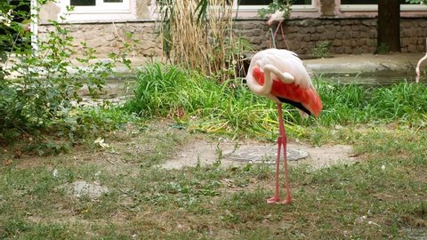 The graceful pink Flamingo bird stands on its foot and cleans its plumage. Pink flamingo.