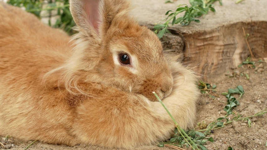A fluffy ginger rabbit lies near the tree.