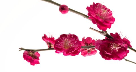 Time-lapse video of red plum blossoms in bloom.