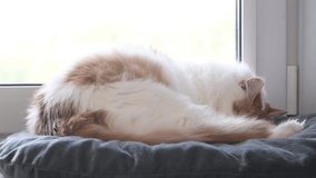 Home cute fluffy cat sleeps on the window on a soft pillow and rolls over in a dream. A beautiful big cat with a white-red coat. 4K UHD video 3840x2160