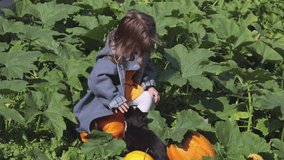The girl is stroking the cat. Field with yellow pumpkin on the farm. Horizontal video with people and animals in the summer.