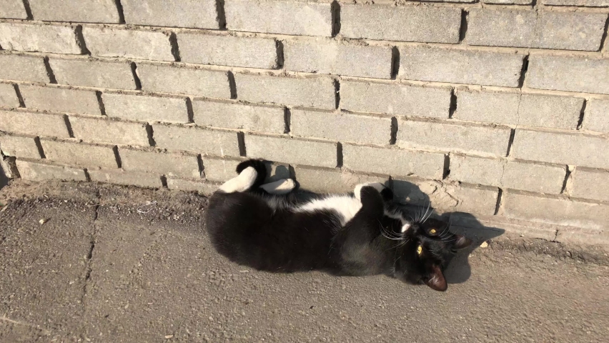 Black and white street cat basking in the last warm rays of the autumn morning sun