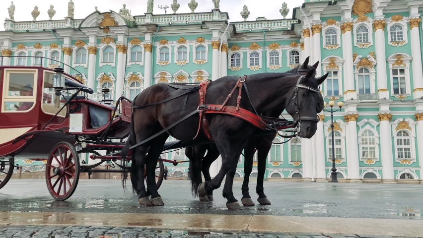 The Carriage with horses St. Petersburg. Horses and a carriage in St. Petersburg.