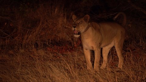 Lioness with a tracking collar standing in the dark and yawn