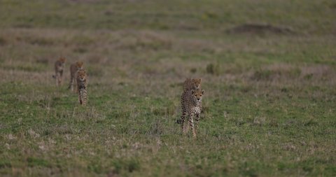 Slow motion of female cheetah and four sub-adult cubs walking towards camera stalking prey in the African savannah grasslands