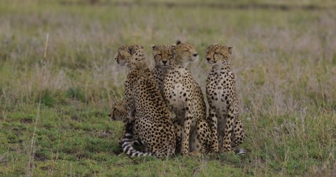 Close-up female cheetah and four sub-adult cubs sitting and watching prey in the African savannah grasslands