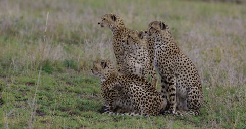 Close-up female cheetah and four sub-adult cubs sitting and watching prey in the African savannah grasslands