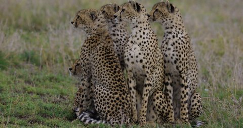 Close-up female cheetah and four sub-adult cubs sitting and watching prey in the African savannah grasslands. East Africa