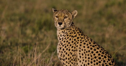 Close-up cropped portrait side view of female cheetah sitting and watching prey in the African savannah grasslands