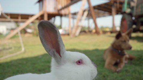 Cute fluffy rabbit close-up on farm dog is watching hare in background. Easter bunny. Collecting Easter eggs. Agriculture. Farming. Veterinary medicine. Love for animals. Breeding rabbits. Fluffy fur