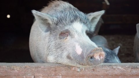 cute gray pig in barn on farm. Dirty pigs in the pen. Pig. Rural area. Animal husbandry. Pork meat. Meat delicacies. Farm products, healthy natural food. Veterinary medicine. ranch. animal theme