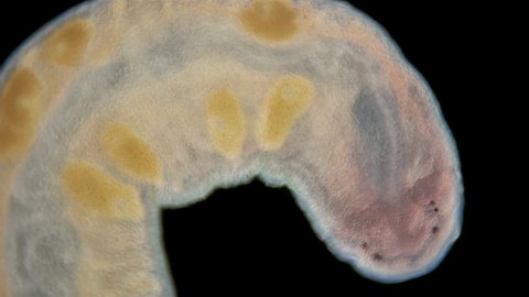 Worm Nemertea Prostoma sp. under the microscope, of the Tetrastemmatidae family. Freshwater species, predator.
