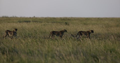 Slow motion side view of female cheetah and two sub-adult cubs  stalking prey in the African savannah grasslands