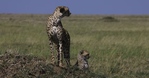 Close-up front view of female cheetah and her young cub standing on a termite mound looking around in African savannah grasslands