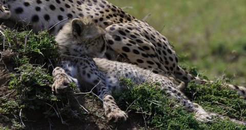 Close-up front view of a young cheetah cub lying with its mother on a termite mound in African savannah grasslands