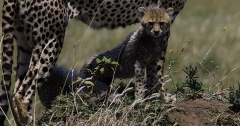 Close-up front view of two young cheetah cubs standing under their mother's legs on a termite mound in African savannah grasslands