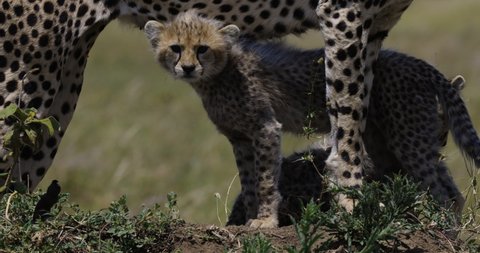Close-up front view of two young cheetah cubs standing under their mother's legs on a termite mound in African savannah grasslands
