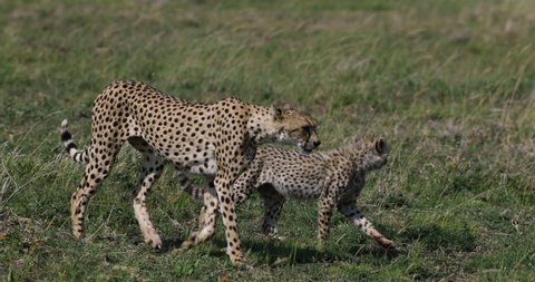 Slow motion close-up side view of female cheetah and her young cub walking in African savannah grasslands