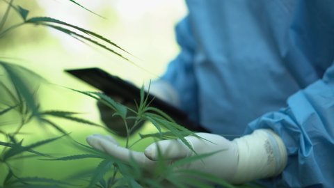 Close up of scientist with mask gloves checking marijuana plant in a greenhouse. Concept of herbal alternative medicine, cbd oil, pharmaceptical industry.