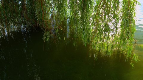 Weeping willow over the water in summer