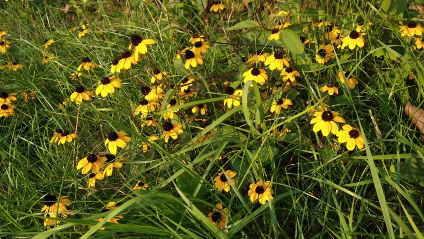 B roll. Flower bed.  Yellow flowers with a brown core sway in the wind.  bouquet.  