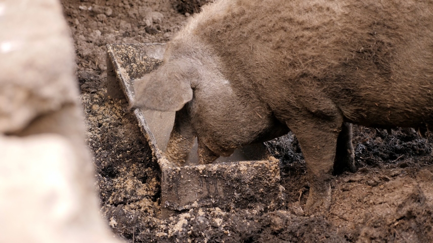 Close-up of a very dirty pig eating food from a trough on a farm.