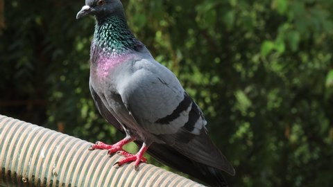 Close-up view of A wild  gray blue pigeon bird sitting on a pipe