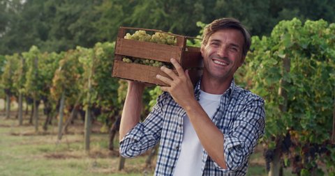 A successful male farmer or winemaker is walking in the middle of vine branches and carrying picked white grapes during wine harvest season in vineyard for further high quality wine production