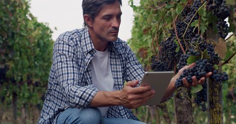 Modern farmer or winemaker is checking ripe grape bunches on vines before picking and singing results with tablet during wine harvest season in vineyard for further high quality wine production.