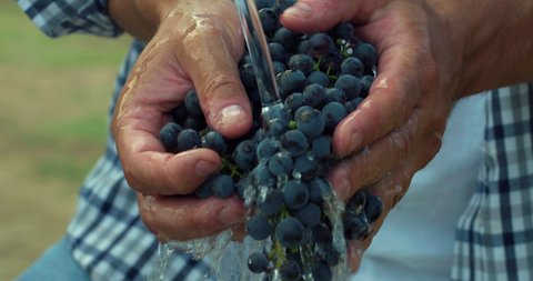 Authentic close up shot of male farmer or winemaker is showing in camera a heap of ripe red grapes picked at the moment during harvesting season in vineyard.
