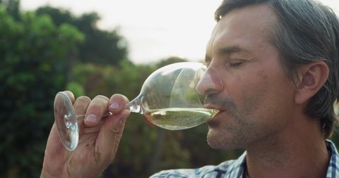 Authentic close up shot of happy successful male winemaker is tasting a flavor and checking white wine quality poured in transparent glass on vineyards background at sunset.