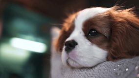 Dog puppy breed Cavalier King Charles Spaniel close-up, cute funny puppy looking at the camera, puppy 3 months