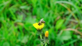 A bee pollinates and obtains pollen on a yellow flower in a green meadow.