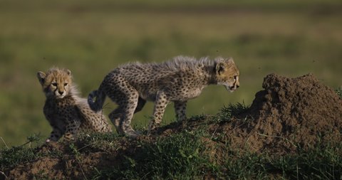 Slow motion close-up front view of cute young cheetah cubs ontop of a termite mound in African savannah grasslands