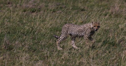 Slow motion close-up side view of cute young cheetah cub walking in African savannah grasslands