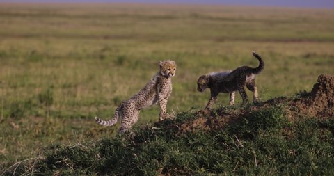 Slow motion close-up front view of cute young cheetah cubs interacting with each other on a termite mound in African savannah grasslands