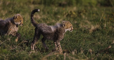 Slow motion close-up front view of cute young cheetah cubs walking in African savannah grasslands