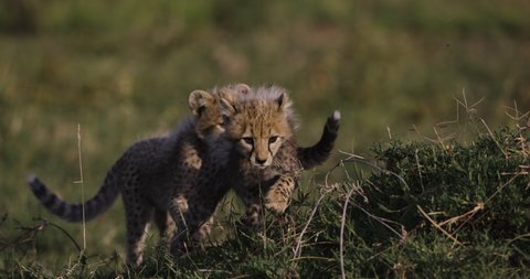 Slow motion close-up front view of cute young cheetah cubs playing with each other ontop of a termite mound in African savannah grasslands