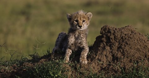 Close-up front view of cute young cheetah cub ontop of a termite mound calling for its mother in African savannah grasslands