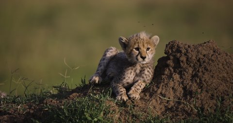 Slow motion close-up front view of cute young cheetah cub ontop of a termite mound in African savannah grasslands