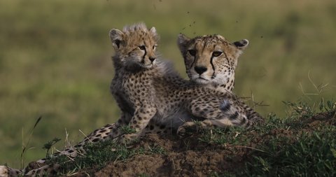 Close-up front view of female cheetah and her two cute young cubs lying on a termite mound in African savannah grasslands