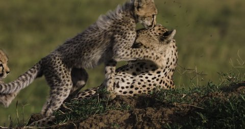 Close-up front view of two cute young cheetah cubs interacting with their mother while lying on a termite mound in African savannah grasslands